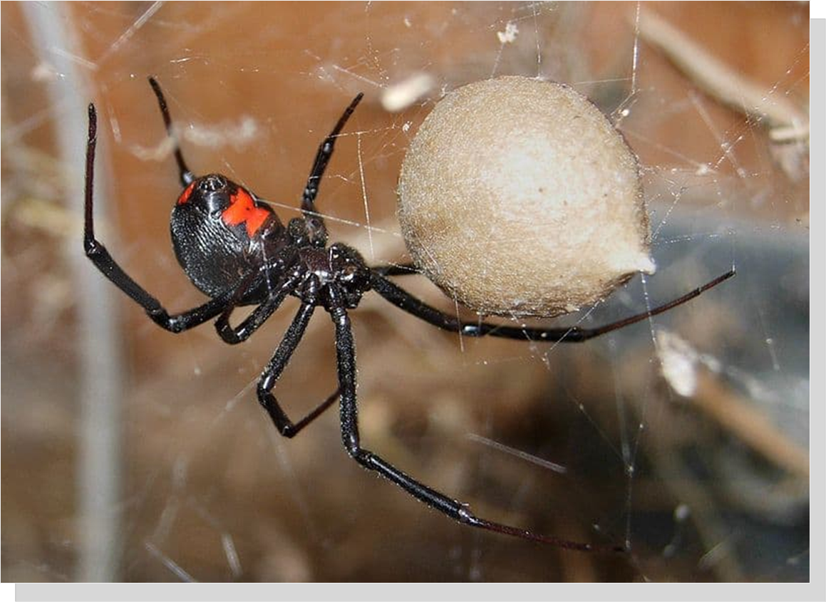 Venomous Southern Black Widow Spider w/ telltale red hourglass on underbelly (males are brown/ grey, smaller, no red hourglass marking & harmless) They are the only venomous (poisonous) spider in Virginia. (1)     